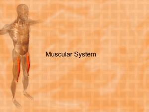 Muscular System - ltisdschools.org