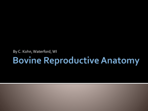 Bovine Reproductive Anatomy