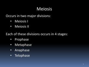 4.2 - Meiosis