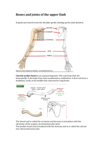 2_ANATOMY_Bones_and_joints_of_the_upper_limb