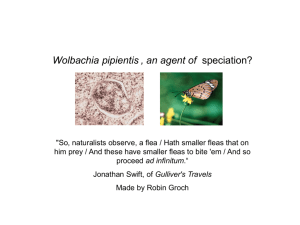 What is Wolbachia?