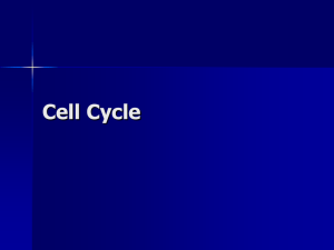Cell cycle updated