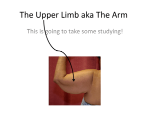 The Upper Limb aka The Arm