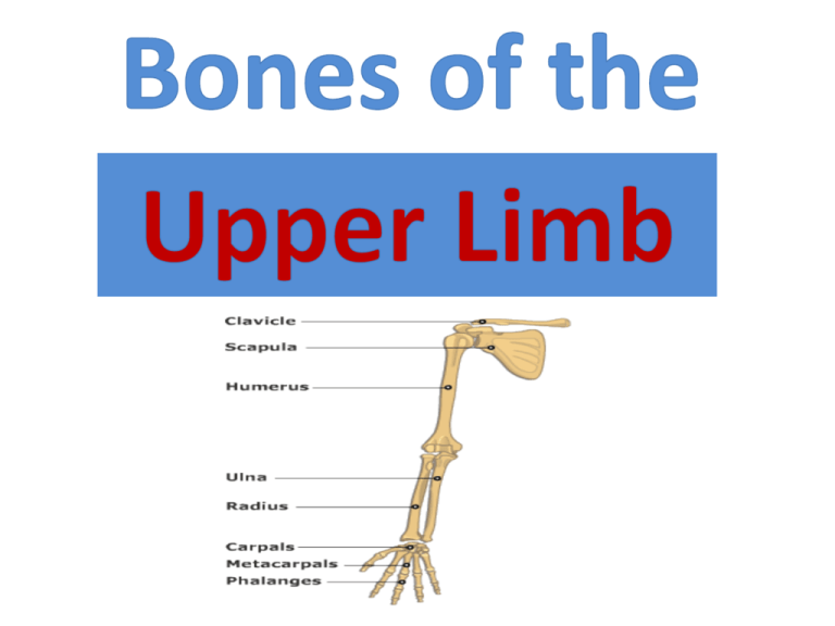 Upper Limb Bone Anatomy 2607
