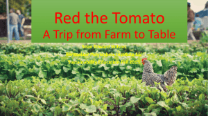Red the Tomato: A Trip from Farm to Table