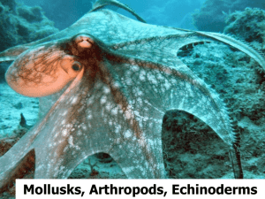 Mollusks, arthropods, and echinoderms