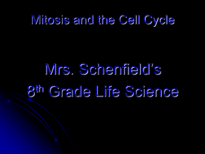 Mitosis Power Point