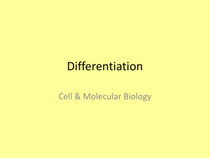 Differentiation & lac operon 2013/14