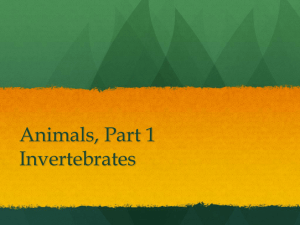 3.4 Animals, Invertebrates