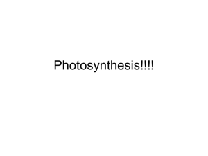 Lecture 17: Photosynthesis