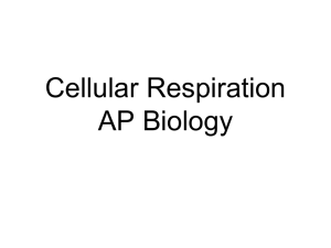 Cellular Respiration - APBiology2011-2012