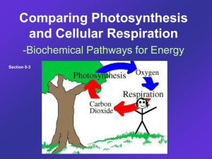 cellular respiration