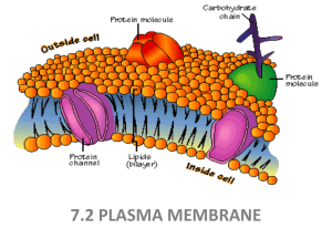 STRUCTURE of PLASMA MEMBRANE