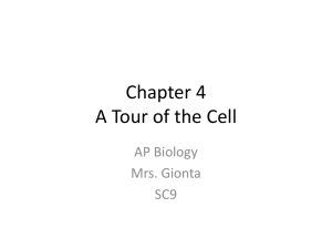 Chapter 4 A Tour of the Cell