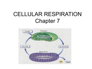 CELLULAR RESPIRATION Chapter 7