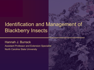 Thrips prevalence and management in southeastern blackberries