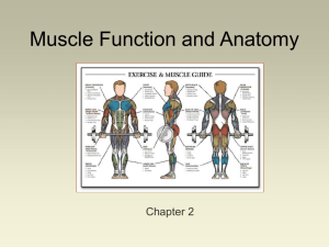 Muscle Function and Anatomy