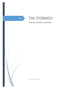 the stomach - Homework Market