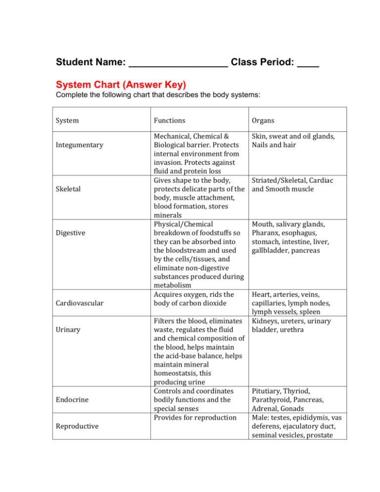 Body System Graphic Organizer Answer Key Snazzystory