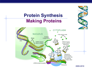 Protein Synthesis Regular Wiki