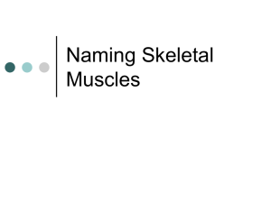 Muscular System