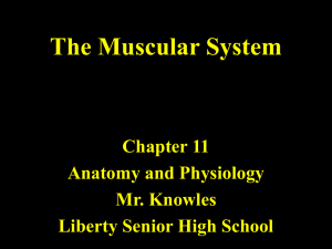 The Muscular System - Liberty Public Schools