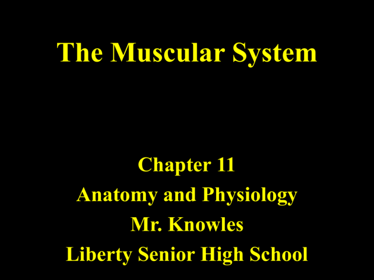 The Muscular System Liberty Public Schools