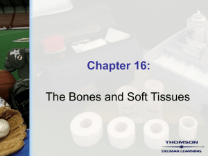 Chapter 16 - The Bones and Soft Tissues