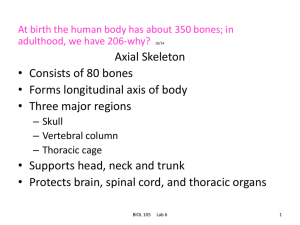 Nasal bones