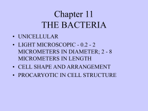 bacteria - De Anza College
