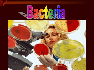 Microbes Bacteria