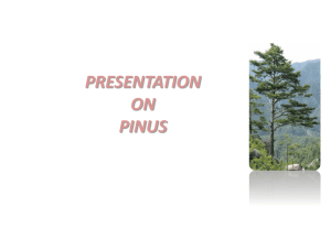 presentation on pinus