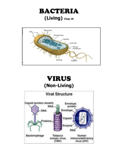 Bacteria/Virus Booklet