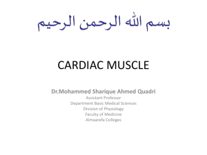 cardiac muscle