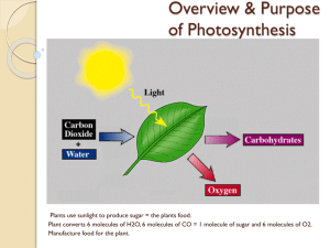 Overview & Purpose of Photosynthesis - Andea