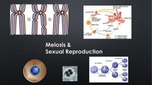 Meiosis and Sexual Reproduction