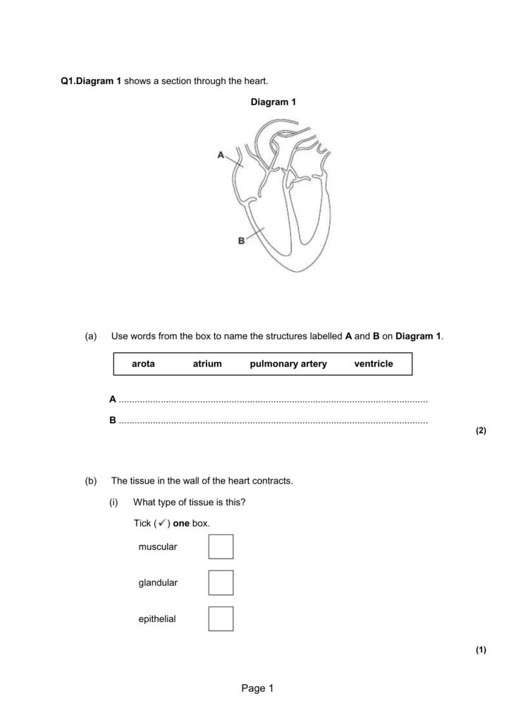Q1.Diagram 1 shows a section through the heart. Diagram 1 ...