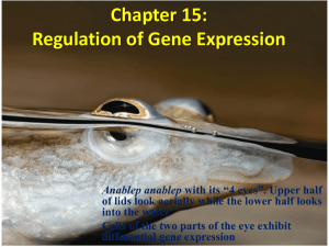 Chapter 15: Regulation of Gene Expression