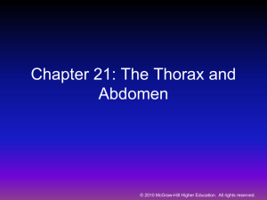 Chapter 26: The Thorax and Abdomen