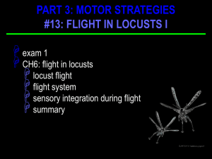 locust flight