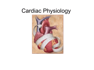 Cardiac Physiology - 12 Lead EKG . NET