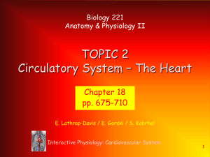 Topic 2 Circulatory System – The Heart
