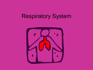 Respiratory System