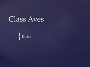 Class Aves (Birds)