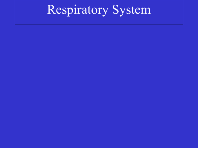 Respiratory System