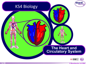 The heart and the circulatory system animation ppt