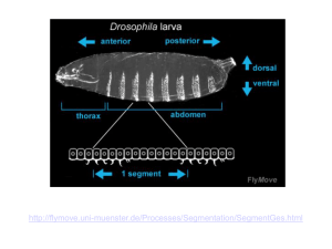 Development drosophila