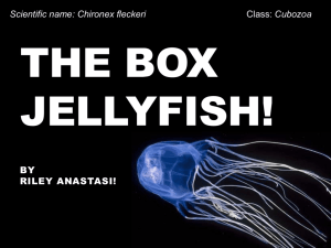Riley The Box Jellyfish!