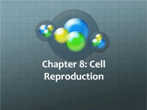 Chapter 8: Cell Reproduction