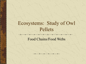 Ecosystems: Study of Owl Pellets